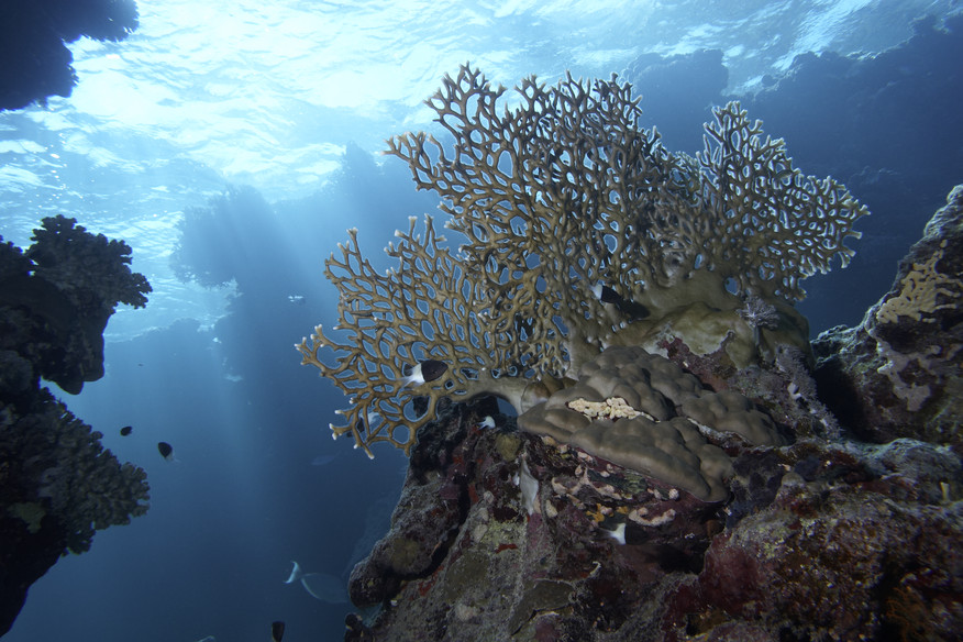 Cave Reef, Egypt